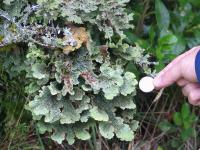 Albums/20060200-New Zealand 2006/20060210-Te Anau to Milford/16